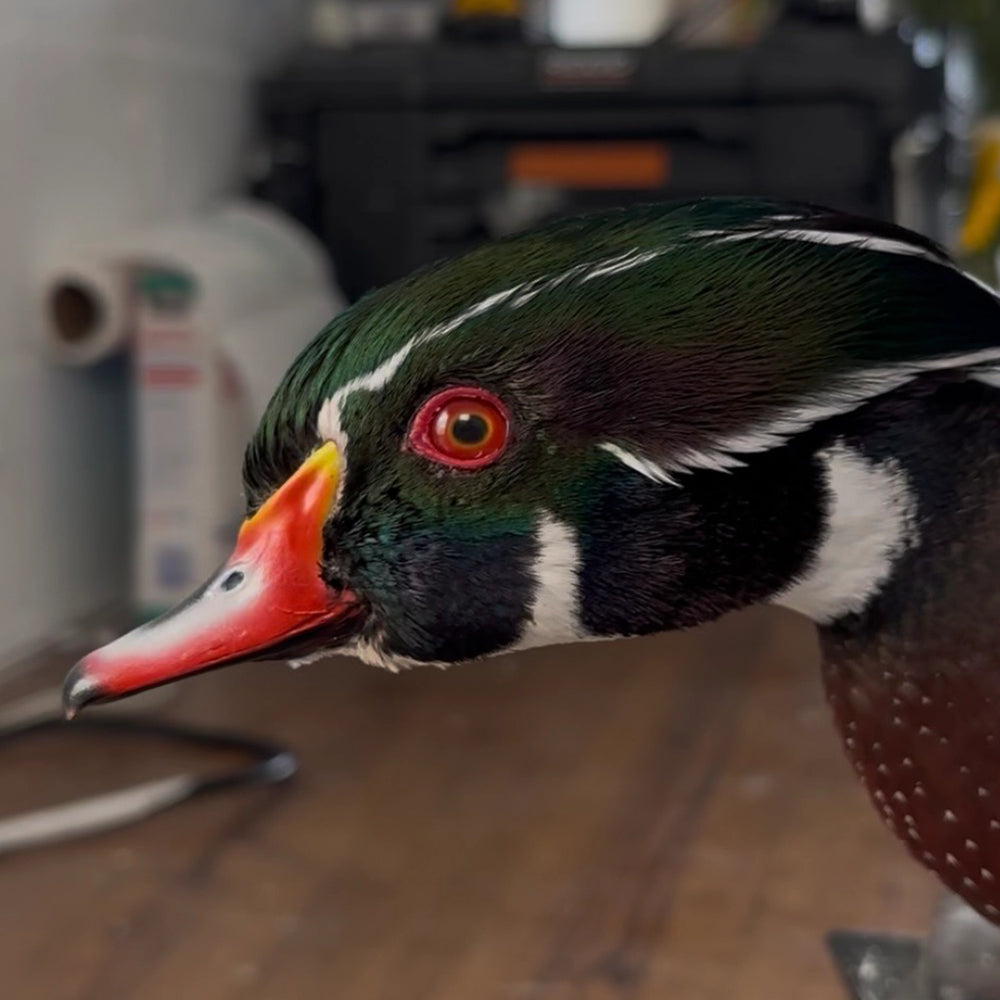 Waterfowl mount · Wings in motion