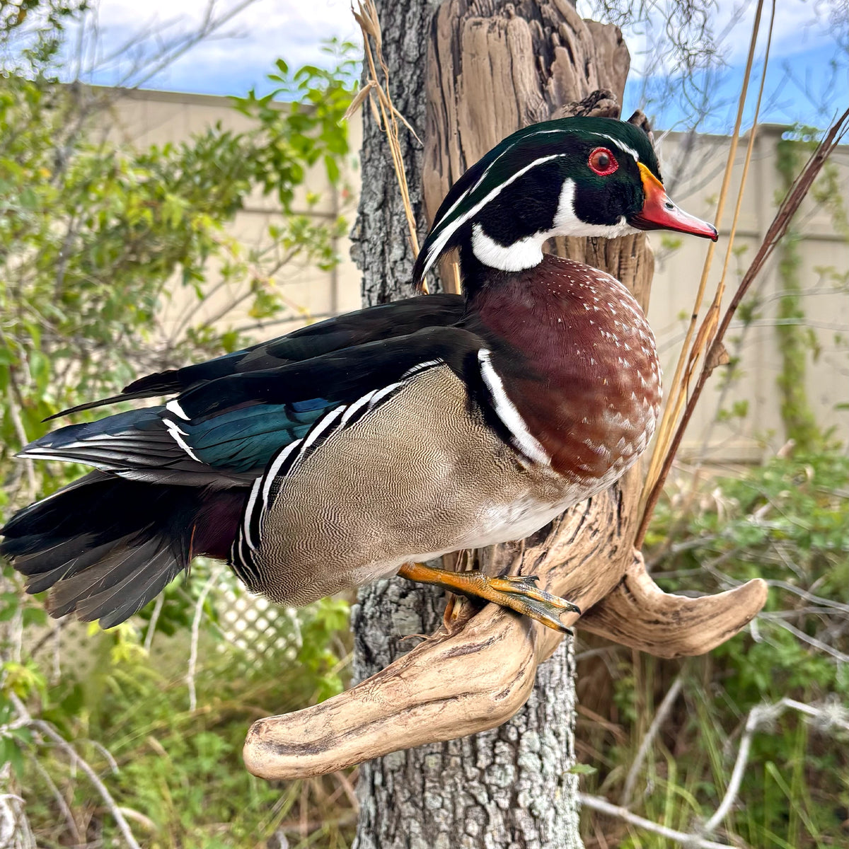 Flying mallard taxidermy mount by Florida Skull Mounts