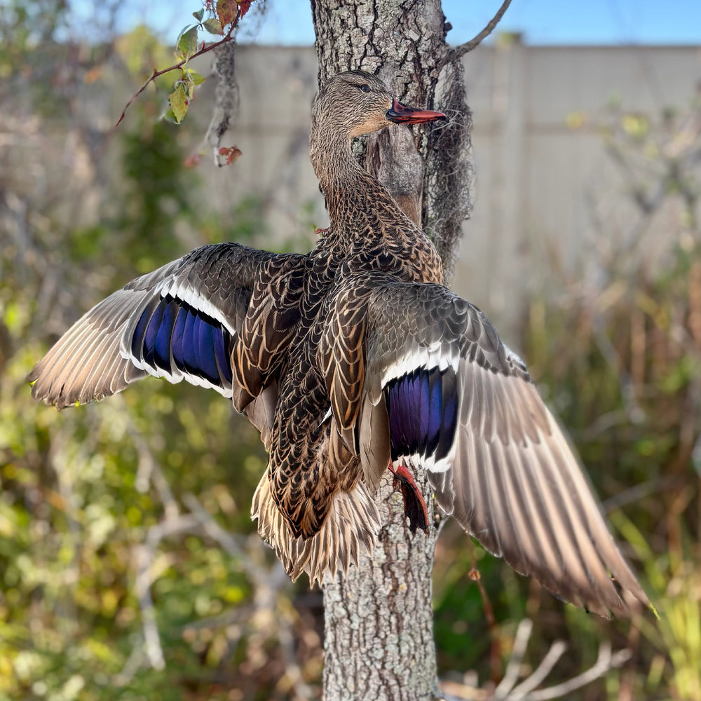 Waterfowl mount · Feather detail