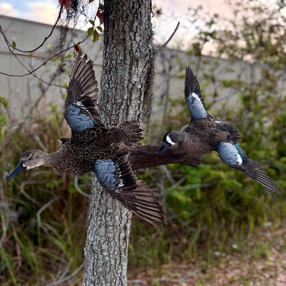 Mallard mount · In flight