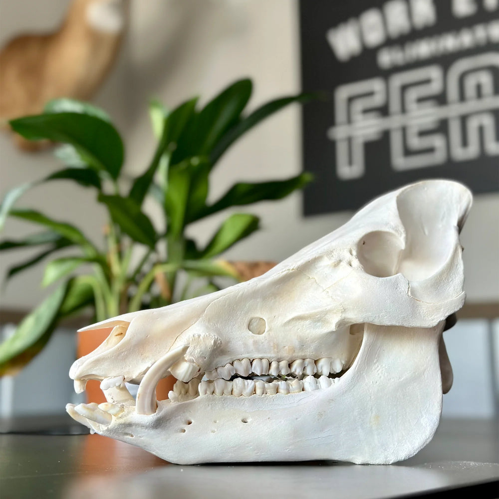 Boar skull mount by Florida Skull Mounts