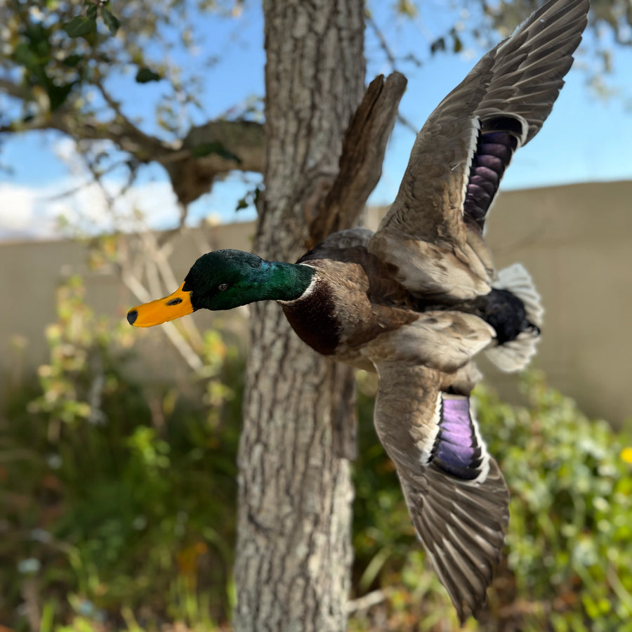 Flying mallard taxidermy mount