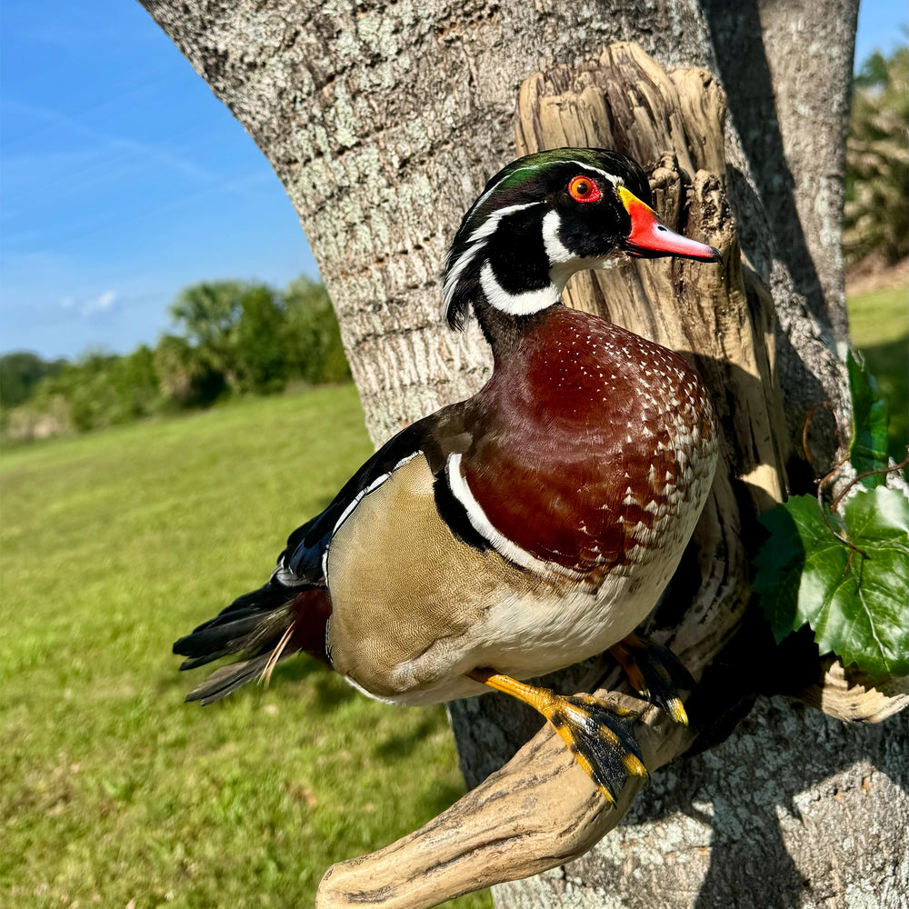 Waterfowl mount by FLSM