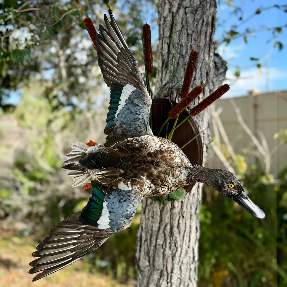 Waterfowl mount by FLSM