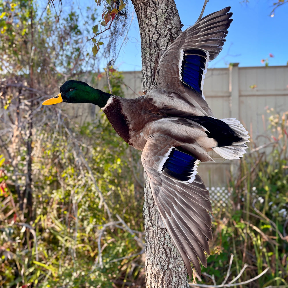 Waterfowl mount by FLSM
