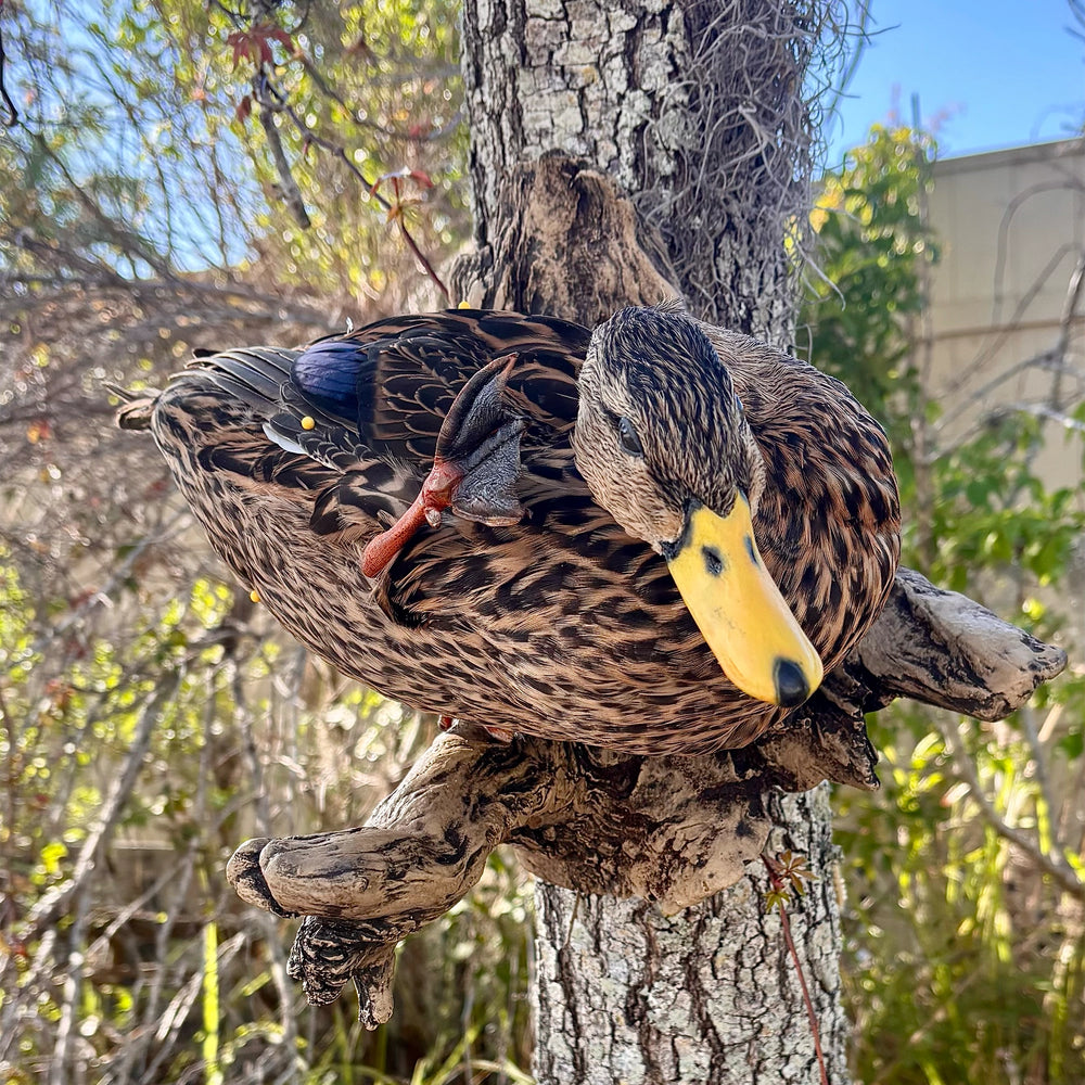 Waterfowl mount by FLSM