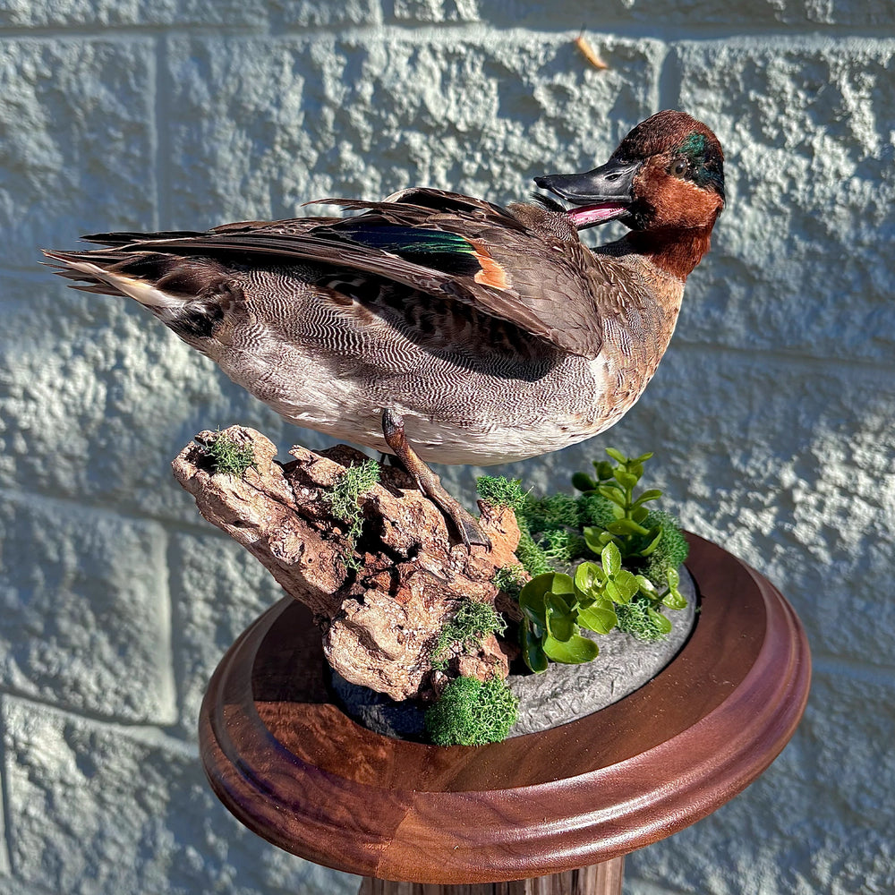 Waterfowl mount by FLSM