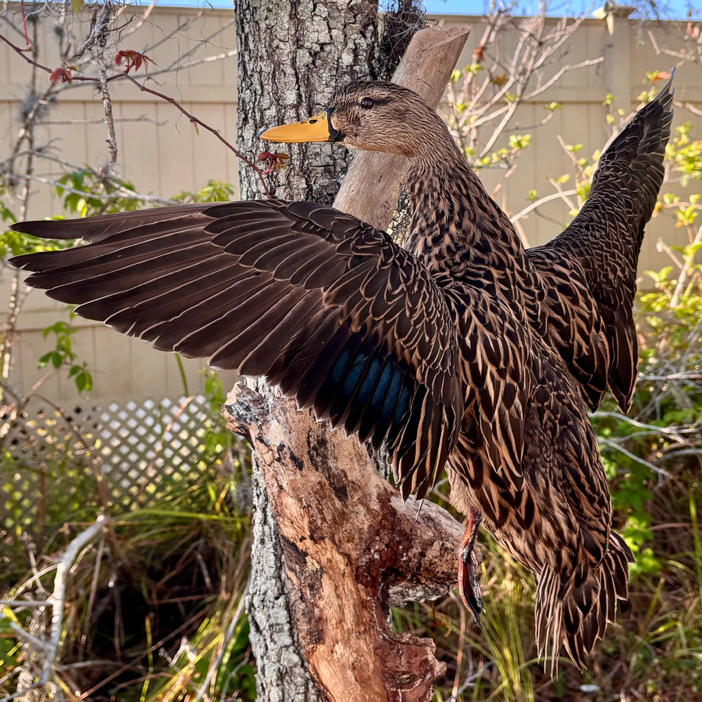 Waterfowl mount by FLSM