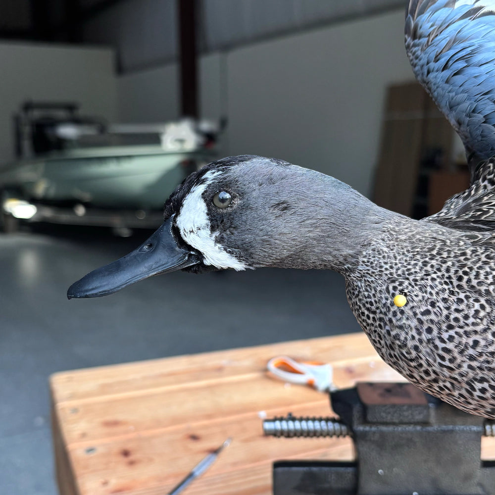 Waterfowl mount by FLSM