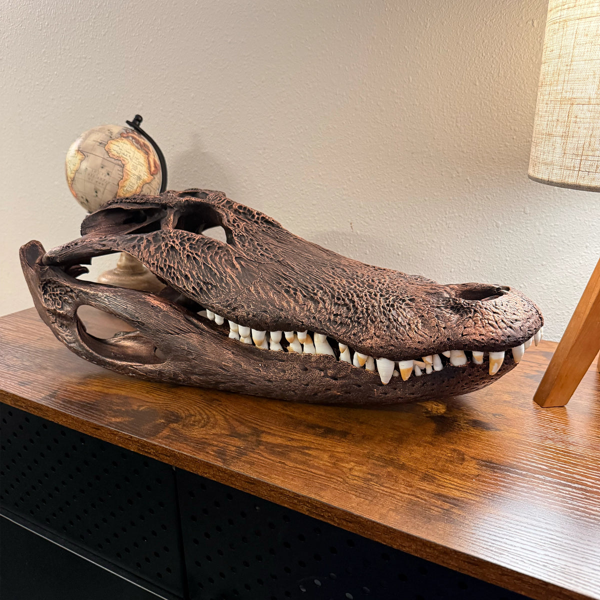 White alligator European skull mount by Florida Skull Mounts