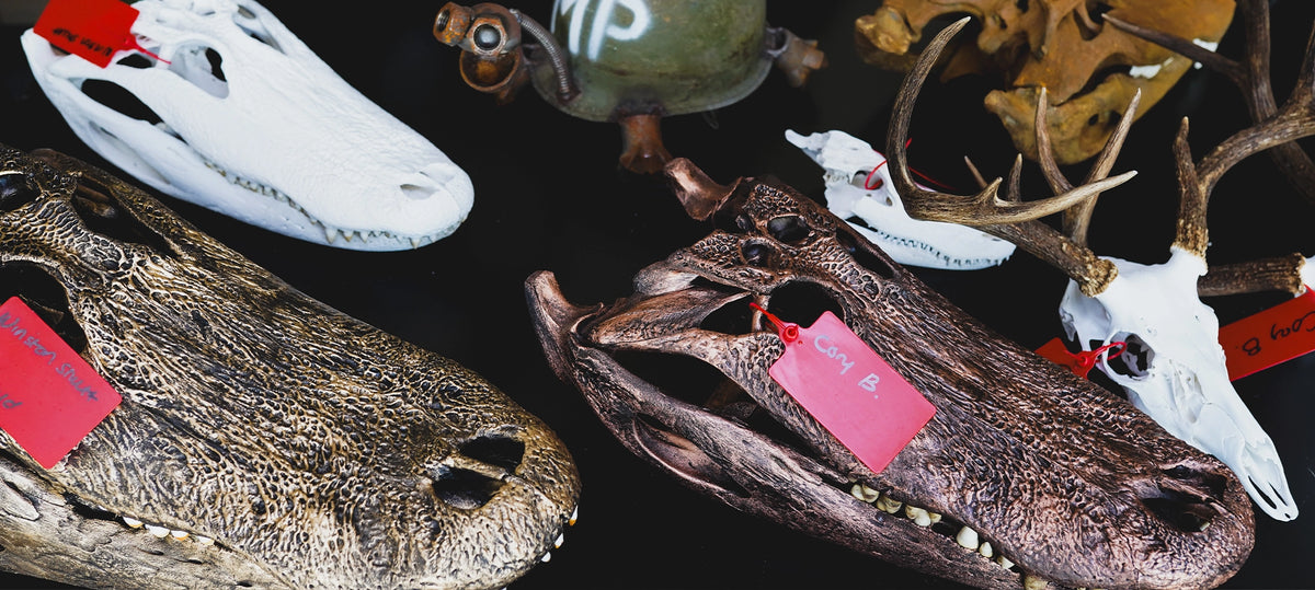 Florida Skull Mounts