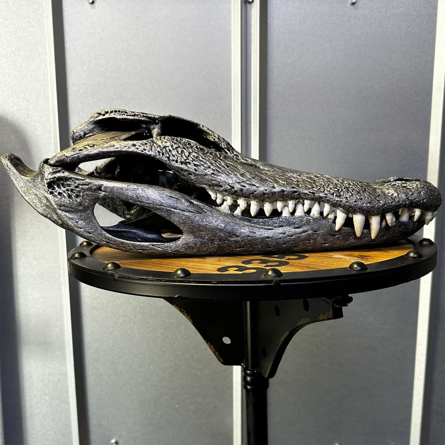 Alligator skull