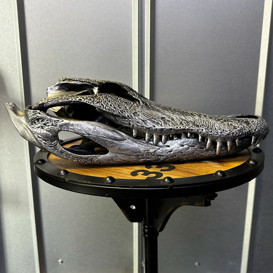 Alligator skull