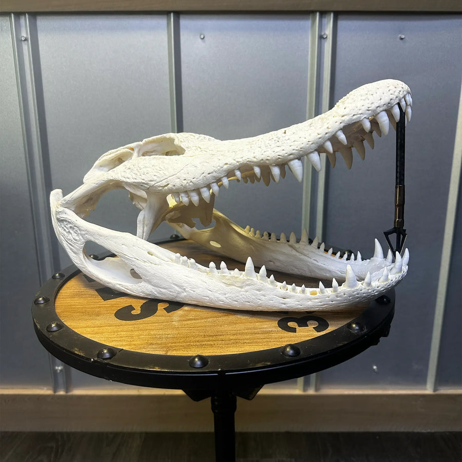 Alligator skull