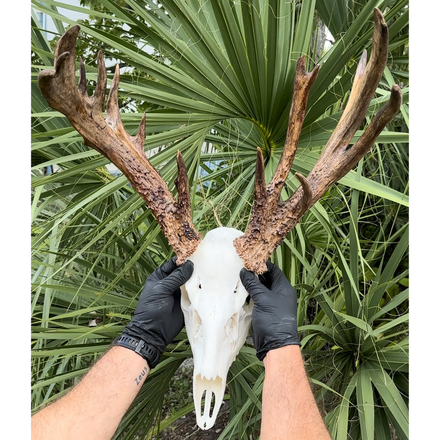 Deer skull