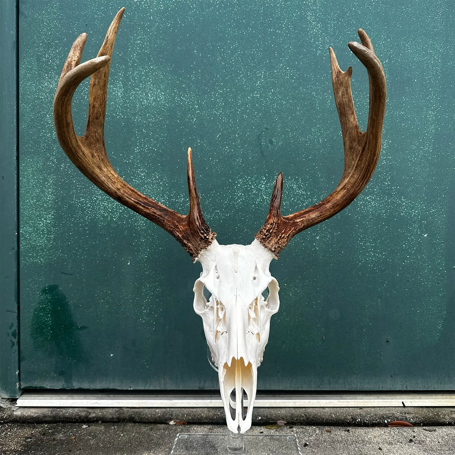 Deer skull