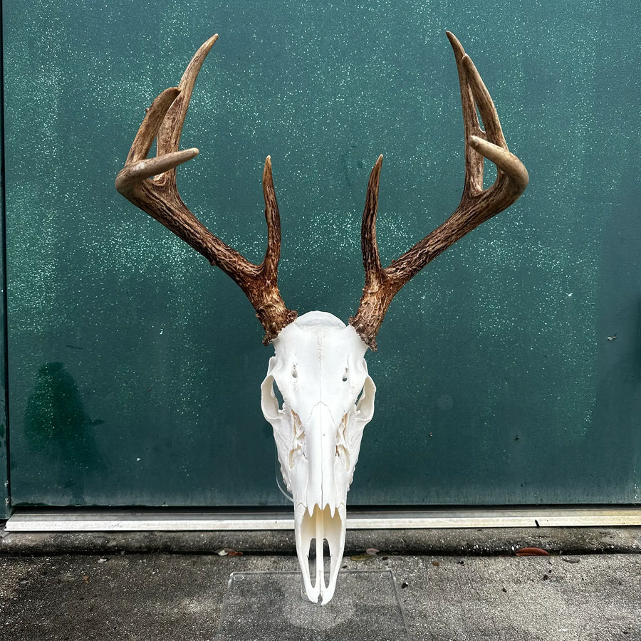 European skull mount with antlers