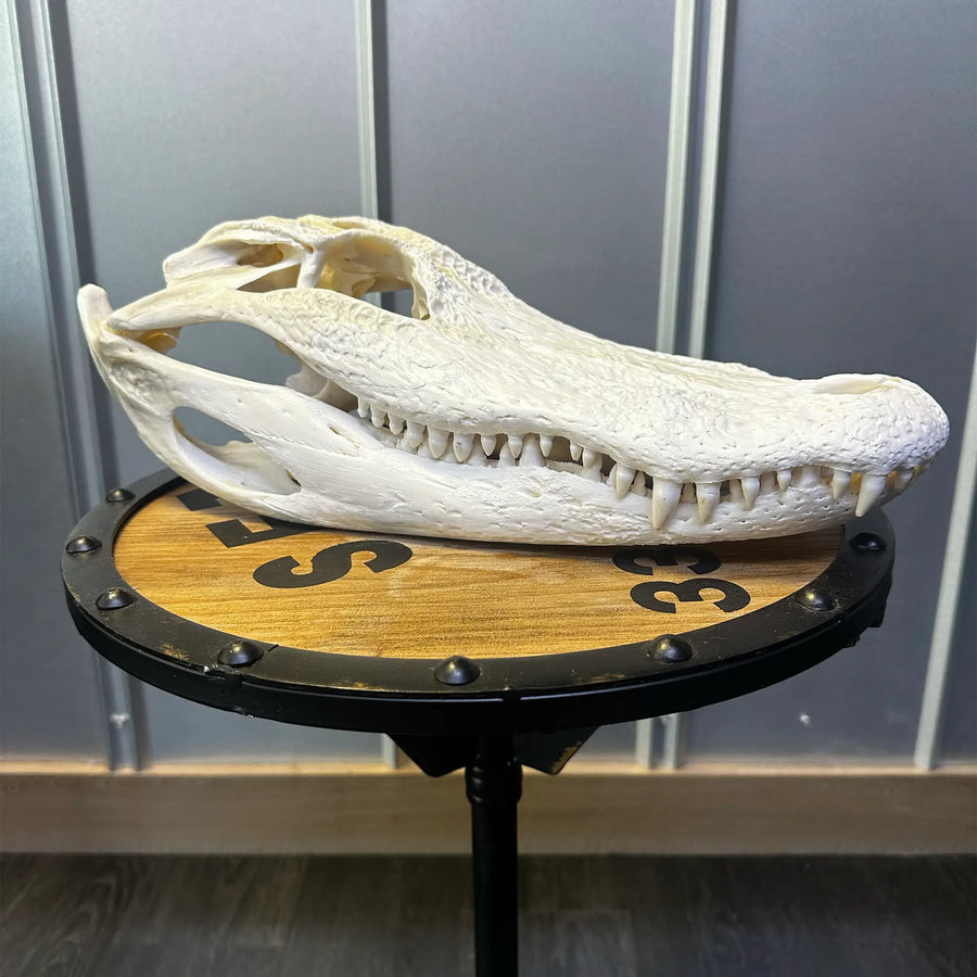 Alligator skull