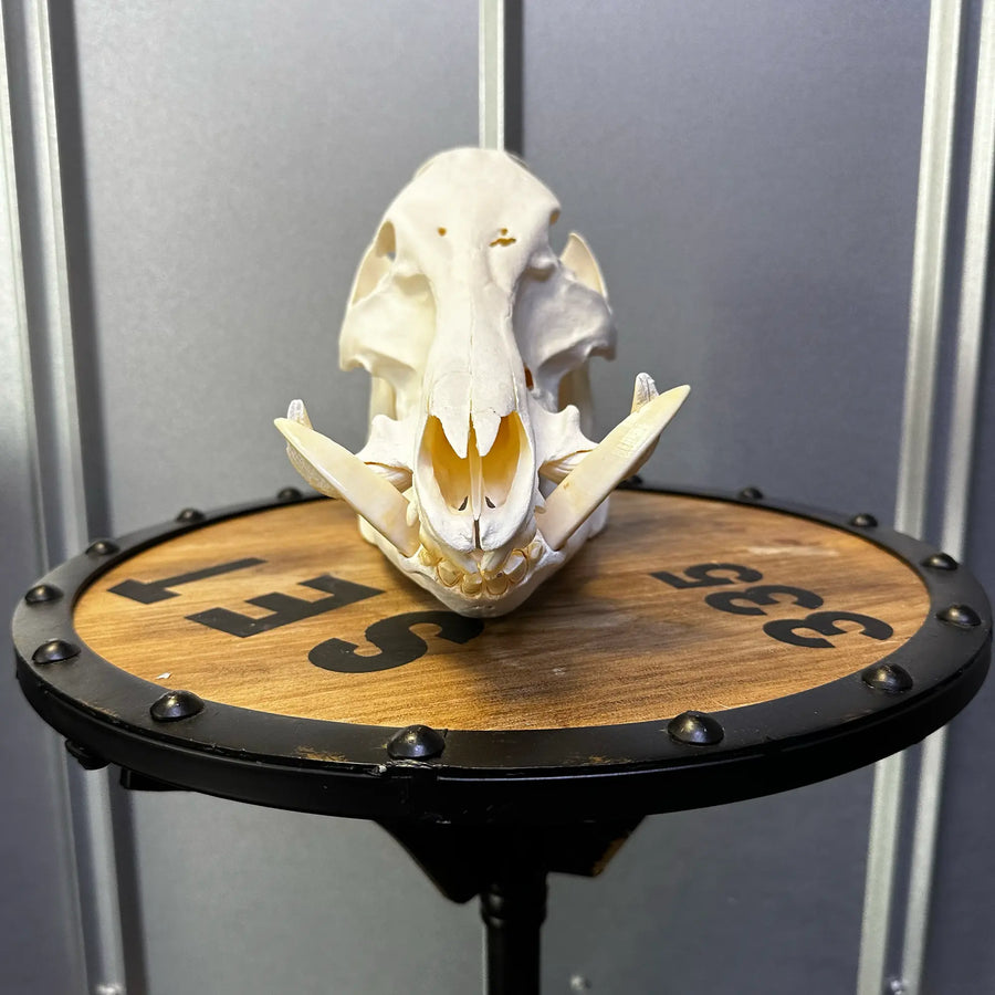 Boar skull