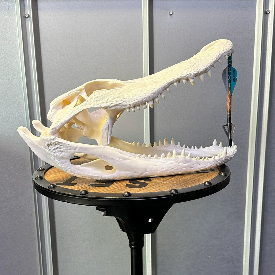 Alligator skull