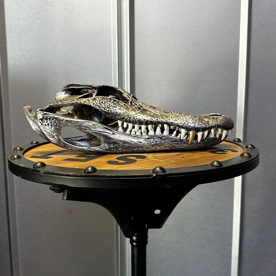 Alligator skull